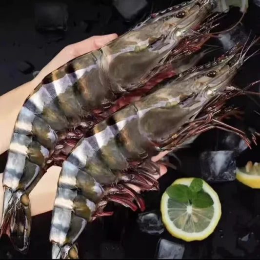🦐 Colossal Deep-Sea Black Tiger Prawns